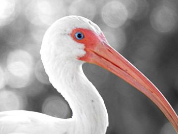 Close-up of a bird