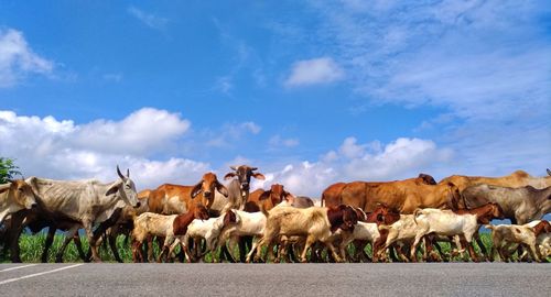 Herd of cows on the road