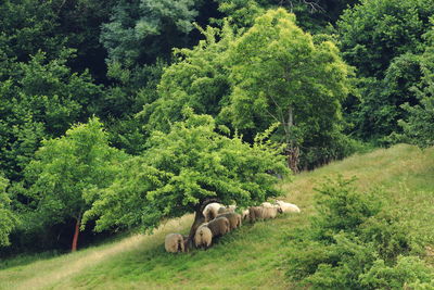 View of sheep grazing on landscape