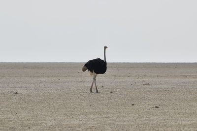 Bird walking on a field