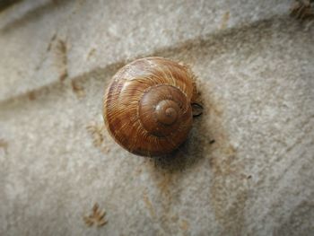 Close-up of snail