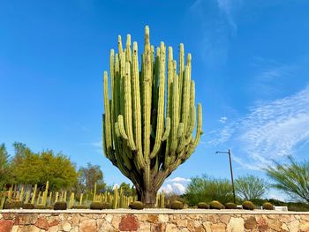 Low angle view of succulent plant on field against blue sky