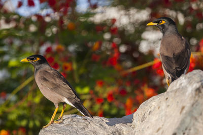 Bird perching on rock