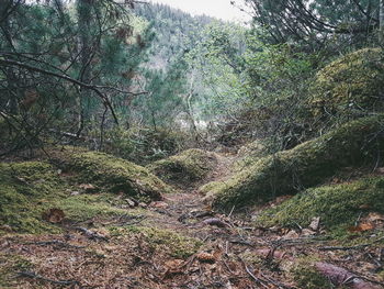 View of trees in forest