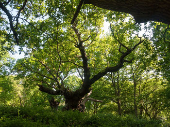 Low angle view of trees in forest