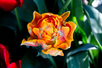 Close-up of red flowering plant