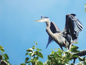 Low angle view of gray heron perching against clear blue sky