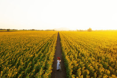 Scenic view of agricultural field against clear sky