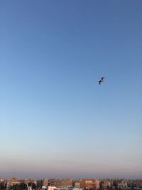 Low angle view of bird flying over cityscape against clear blue sky during sunset
