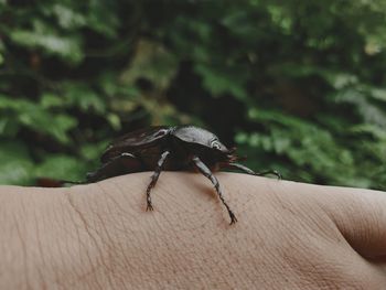 Close-up of insect on hand