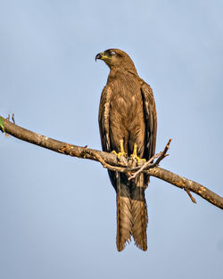 Close up image of black kite milvus migrans bird sitting on top of tree.