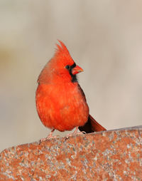 Northern cardinal