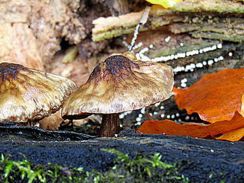 Close-up of mushroom growing in forest