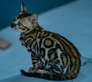 Close-up of a cat looking away