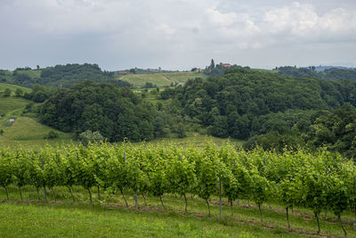 Scenic view of agricultural field against sky