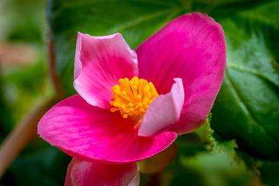 Close-up of pink flower blooming outdoors