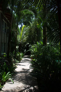 View of trees and plants