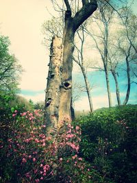 Plants growing on landscape