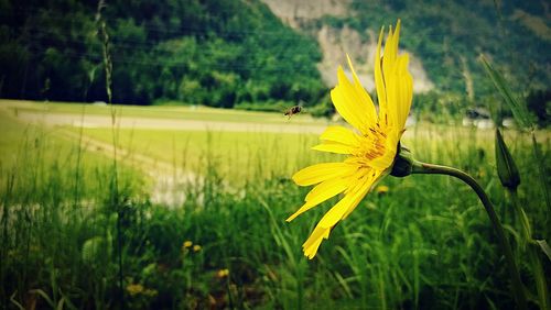 Yellow flowers growing in field