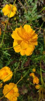 Close-up of yellow flowering plant on field