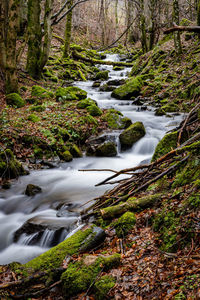 Scenic view of stream flowing amidst trees in forest