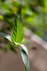 Close-up of green leaves