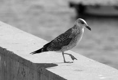 Side view of seagull perching on retaining wall