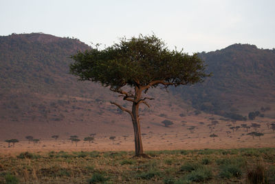 Tree on landscape against clear sky