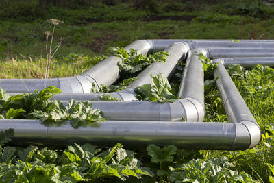 Plants growing on field