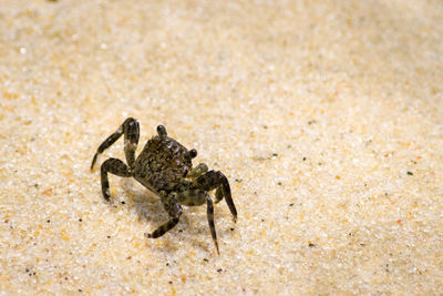 Close-up of spider on sand