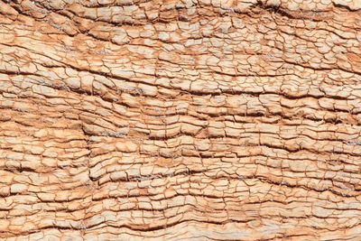 Full frame shot of tree in desert