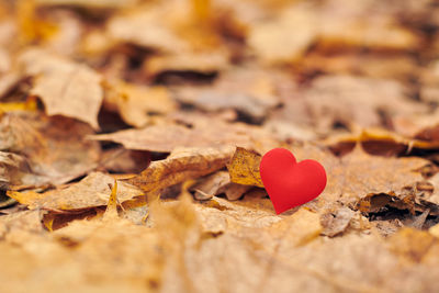 Close-up of dry leaf on field during autumn