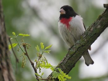 Close-up of bird perching on tree