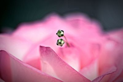 Close-up of pink flower with two smal flowers