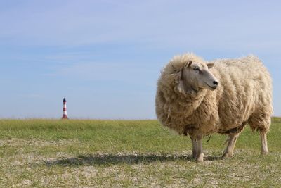 Sheep standing on field against sky