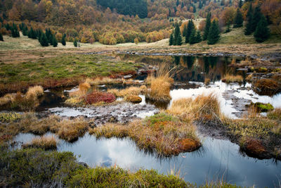 Scenic view of lake in forest