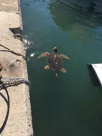 High angle view of ducks swimming on lake