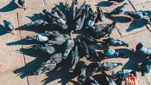 High angle view of leaves on beach