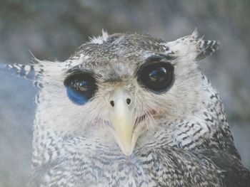 Close-up portrait of owl