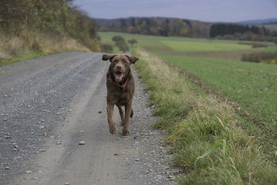 Portrait of dog on road