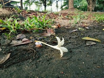 Close-up of plants on field