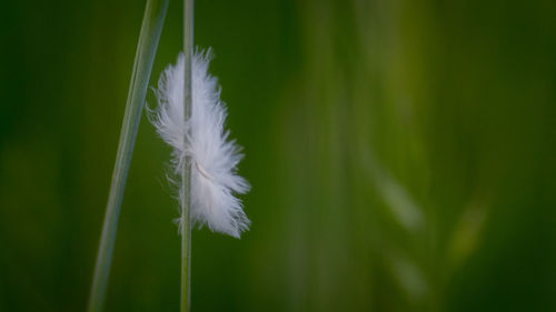 Close-up of white feather on grass