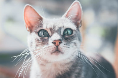 Close-up portrait of cat