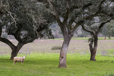 View of a sheep grazing in field