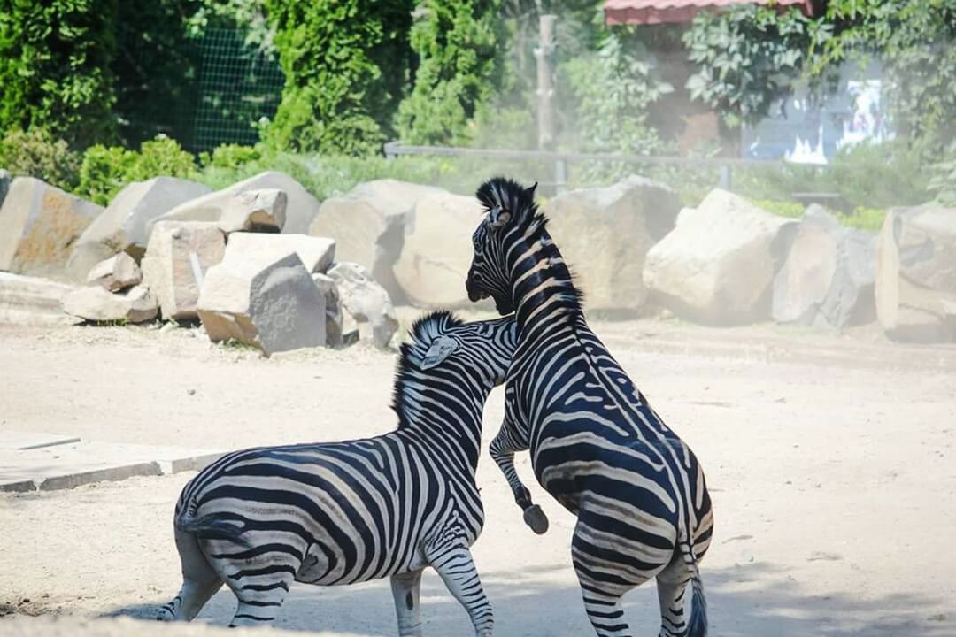 animal themes, animal, mammal, zebra, group of animals, animal wildlife, animals in the wild, striped, vertebrate, nature, zoo, plant, two animals, no people, animal markings, domestic animals, focus on foreground, tree, day, herbivorous, outdoors