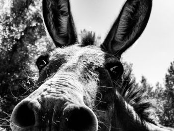 Close-up portrait of horse against sky