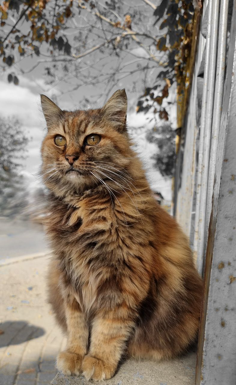 Stray Cat #pure Beauty #cat #cat #cute #love #istanbul
