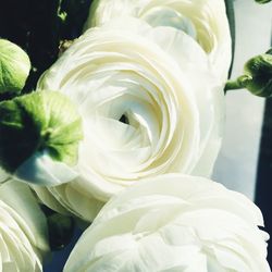 Close-up of white roses