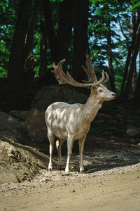 Deer standing in forest