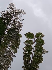 Low angle view of flowering plant against sky